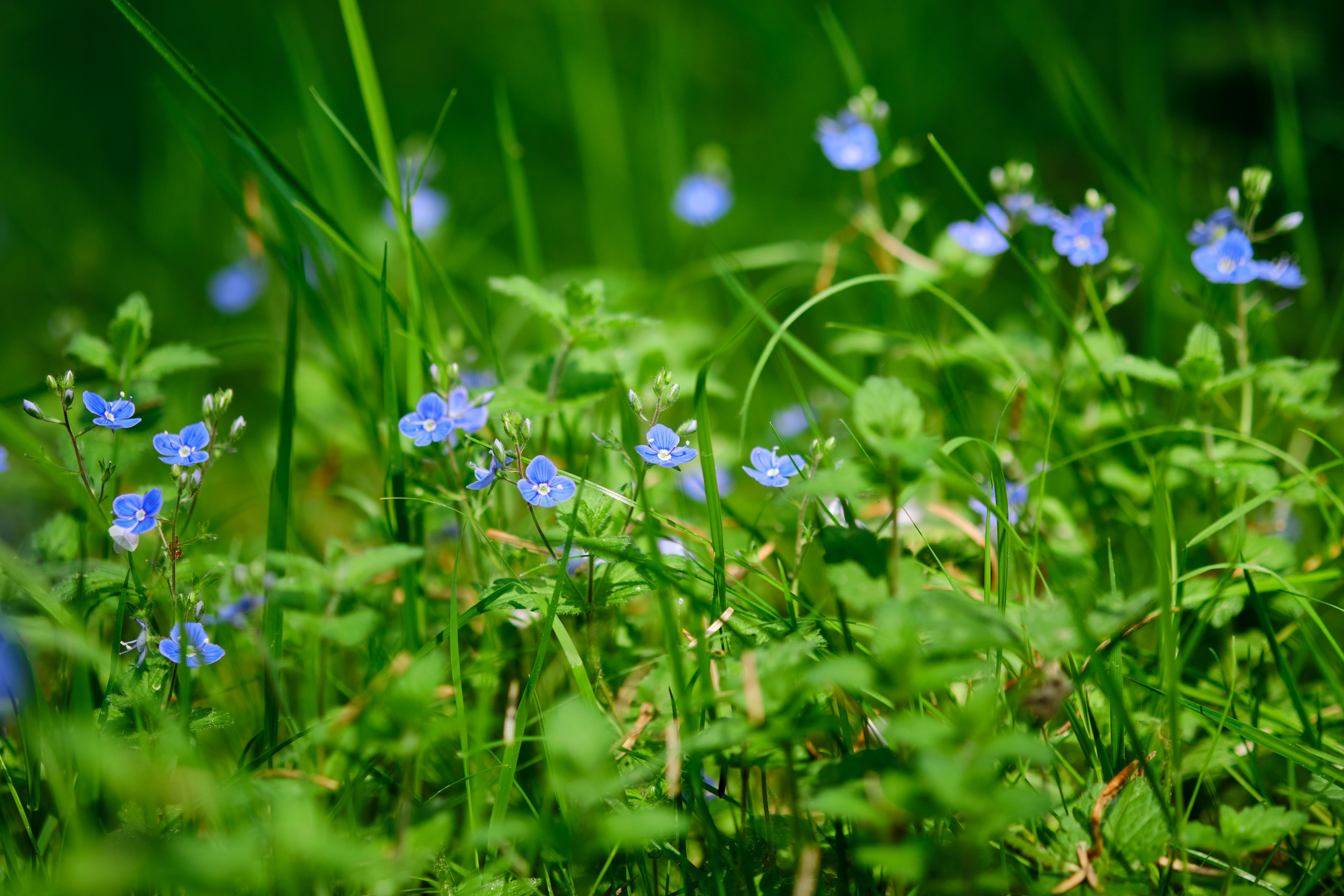 Photo by frostroomhead