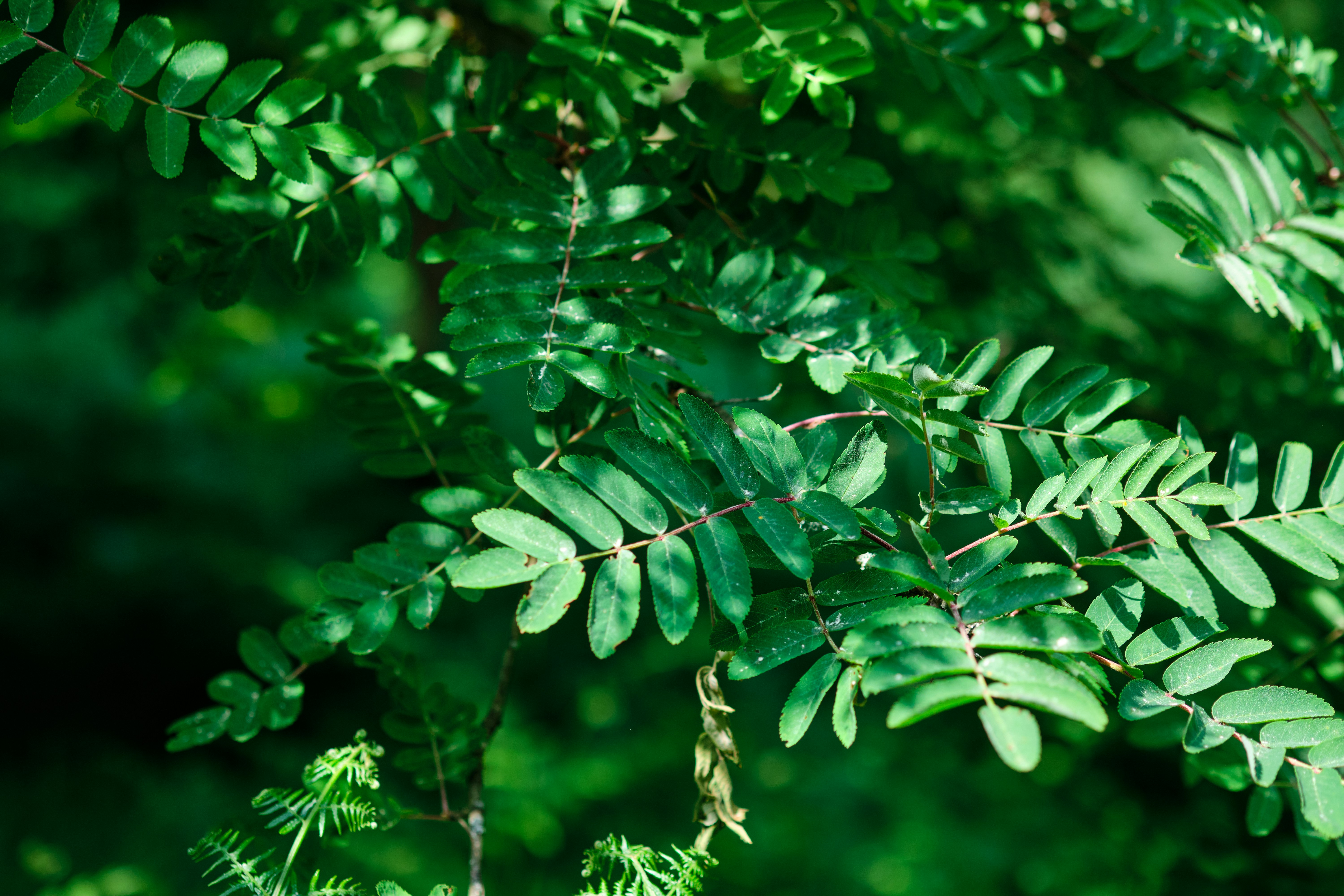 Photo by frostroomhead