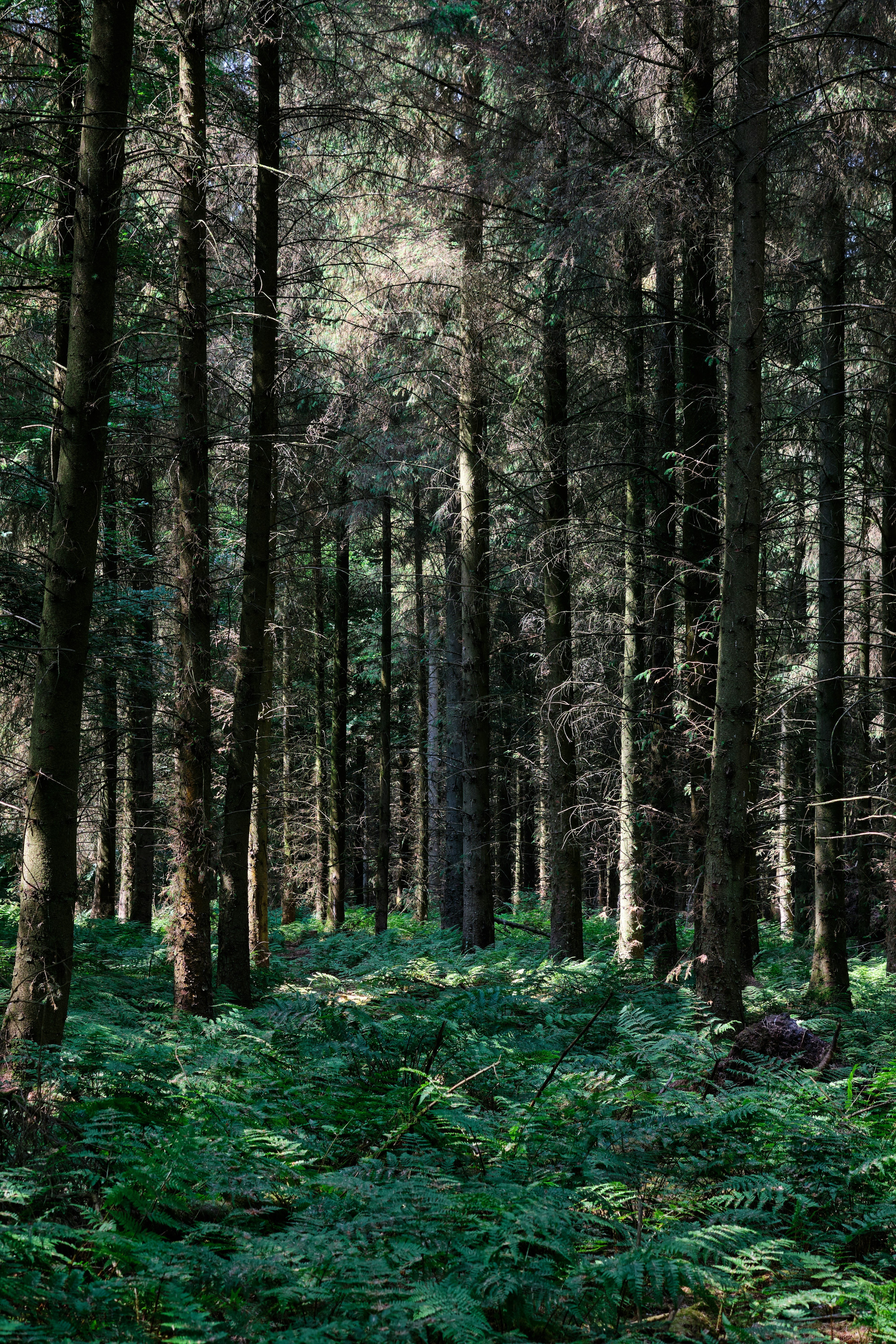 Photo by frostroomhead