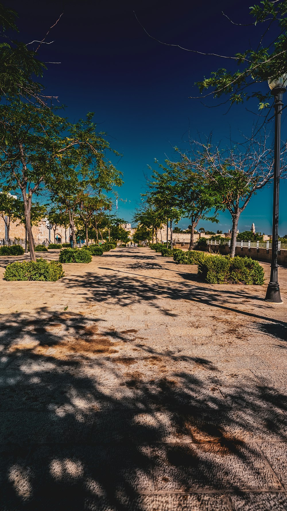 a park with a lot of trees and a street light