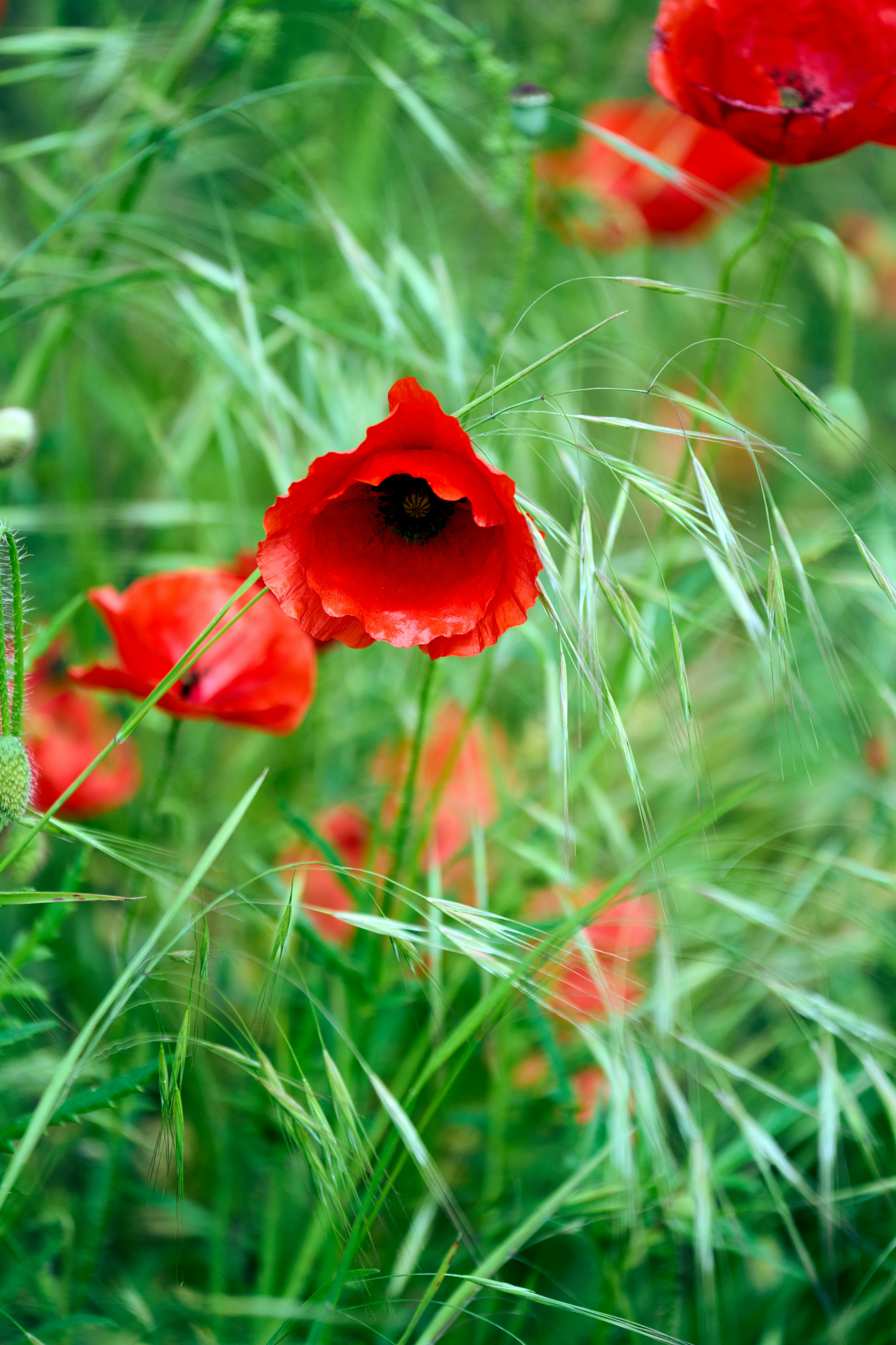 Photo by wolfgang_hasselmann