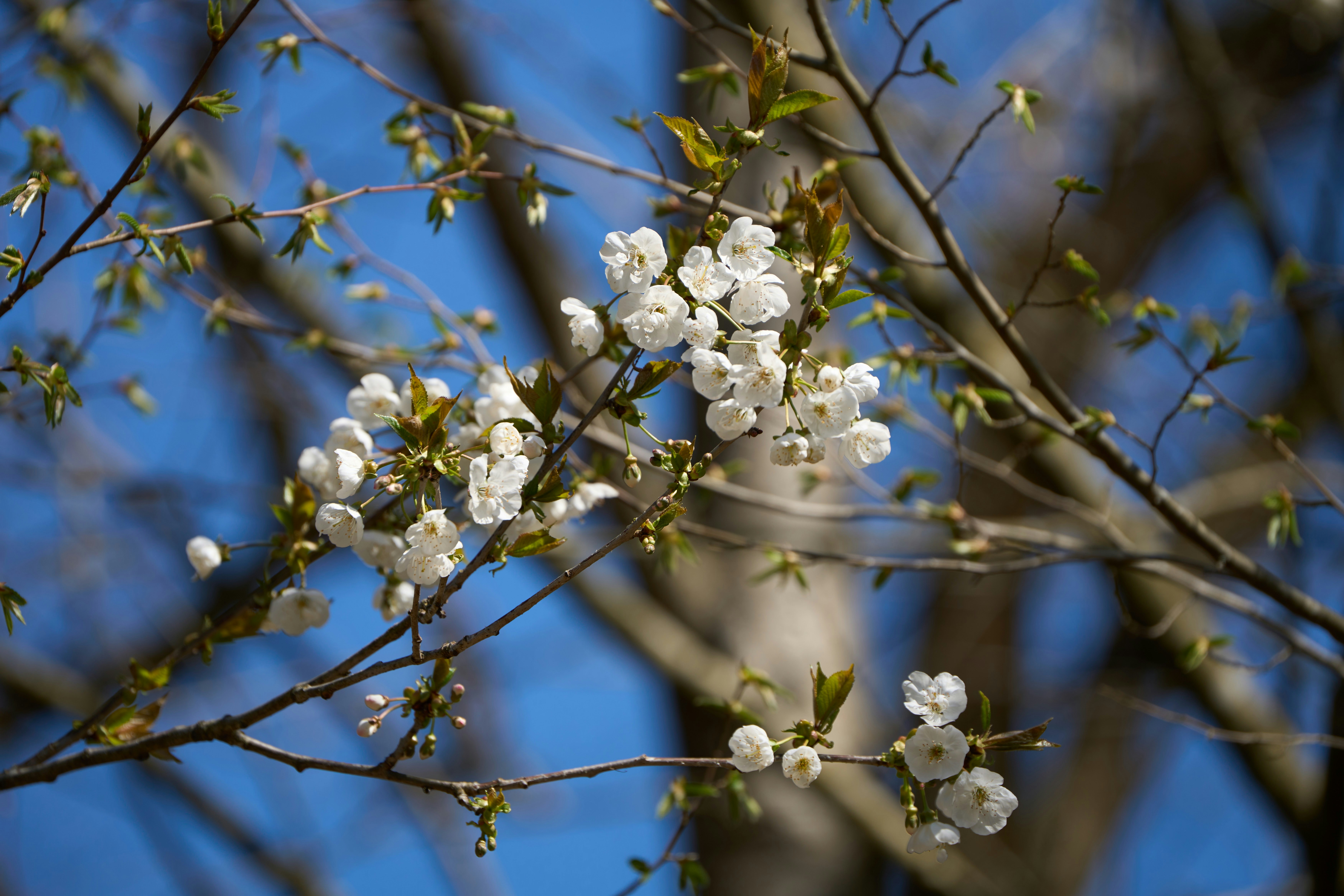 Photo by wolfgang_hasselmann