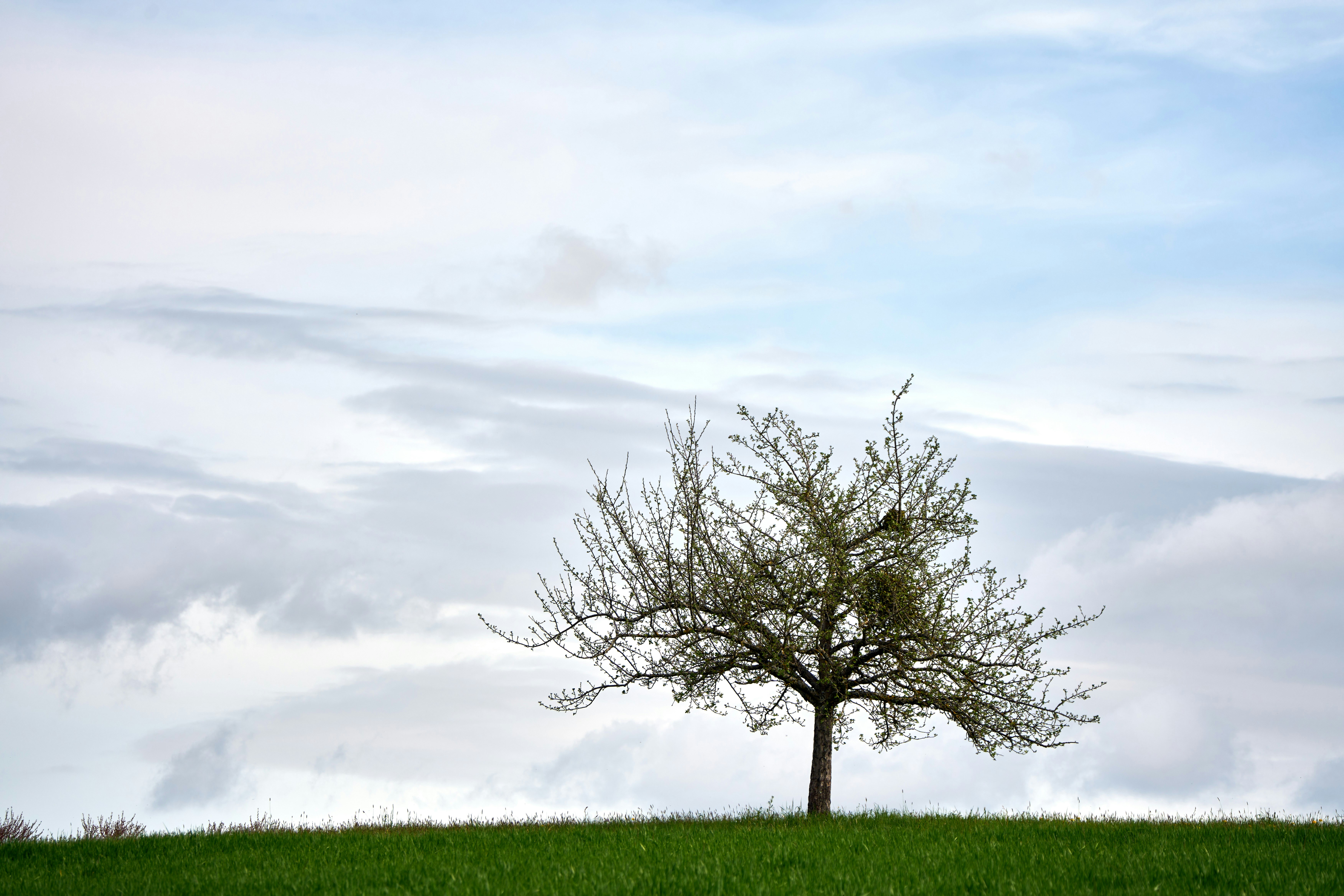 a lone tree on a grassy hill under a cloudy sky