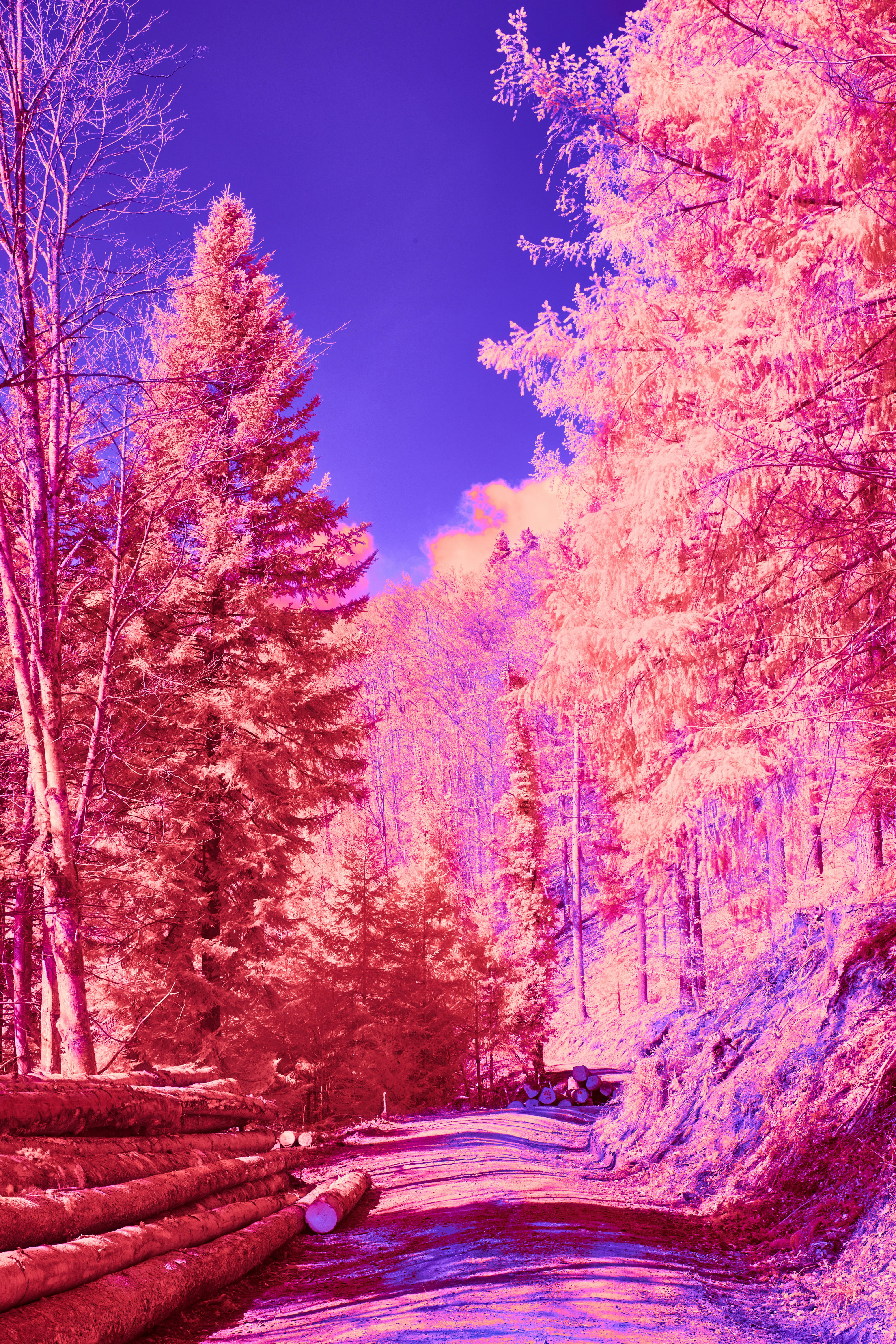 Photo by wolfgang_hasselmann