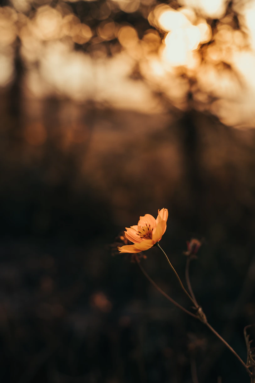 a single orange flower in a field with trees in the background