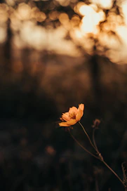 a single orange flower in a field with trees in the background