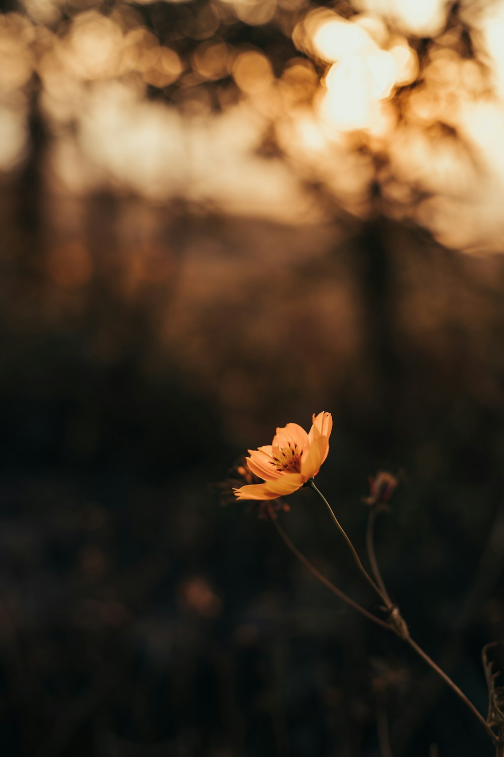 a single orange flower in a field with trees in the background