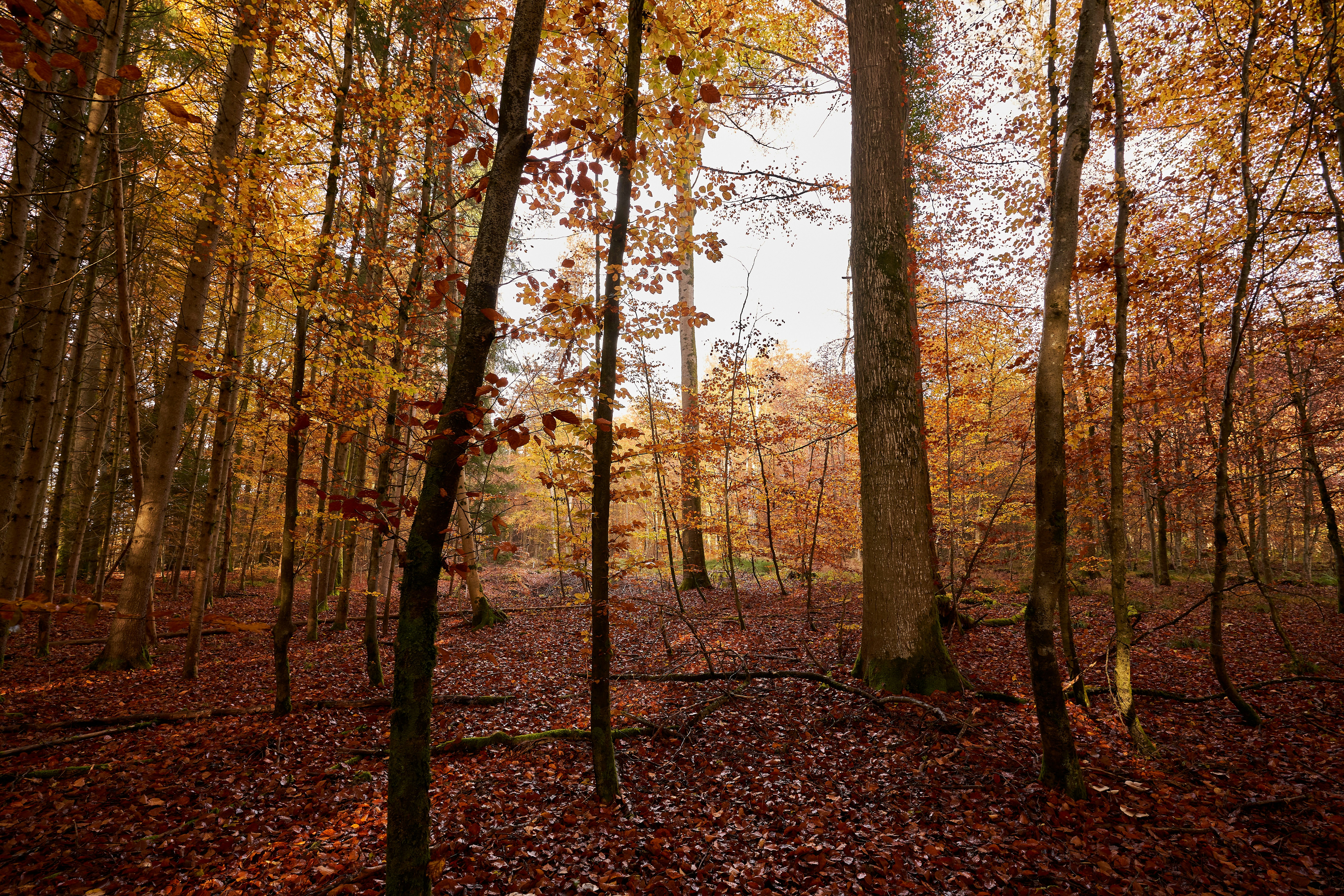 Photo by wolfgang_hasselmann