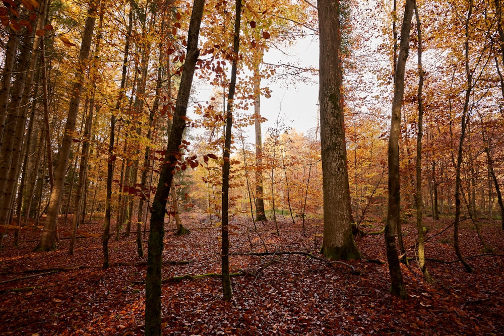 a forest filled with lots of trees covered in leaves