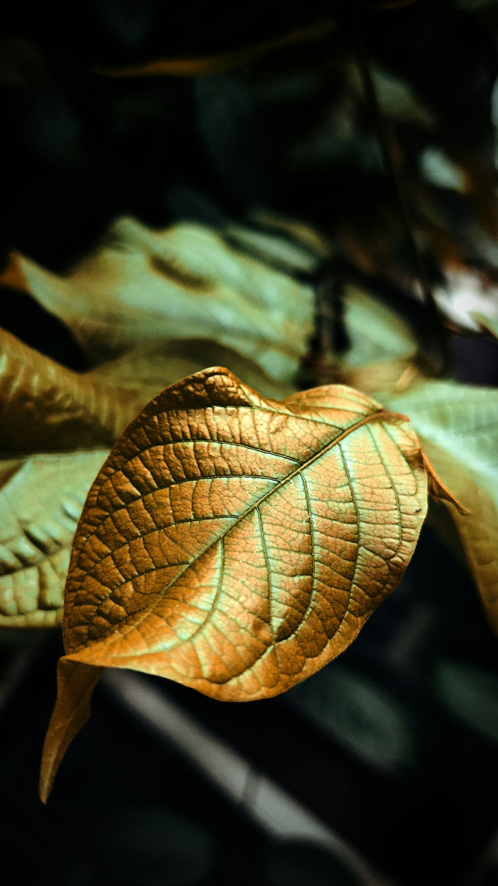 a green leaf with a black background