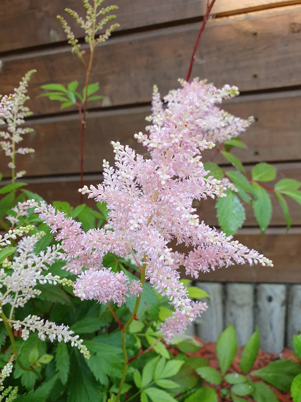 a bunch of flowers that are in a pot