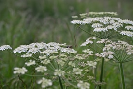 A bee is perched on a cluster of white wildflowers with delicate, umbrella-like formations. The background features a blurred, lush green field, creating a serene natural setting.