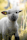 A young lamb with a fluffy gray coat stands in a grassy field. It has large ears, one of which has a yellow tag. The lamb's face gazes directly at the viewer, giving it a curious expression. The background is softly out of focus, featuring hints of green and yellow from surrounding foliage.