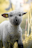 A young lamb with a fluffy gray coat stands in a grassy field. It has large ears, one of which has a yellow tag. The lamb's face gazes directly at the viewer, giving it a curious expression. The background is softly out of focus, featuring hints of green and yellow from surrounding foliage.
