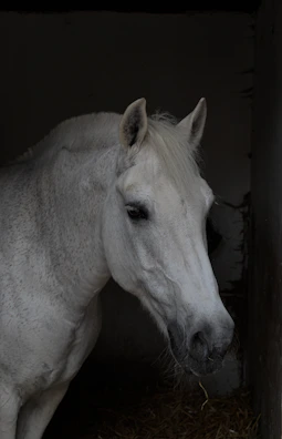 The knight's horse gazing steadily forward, embodying patience and steadfastness.