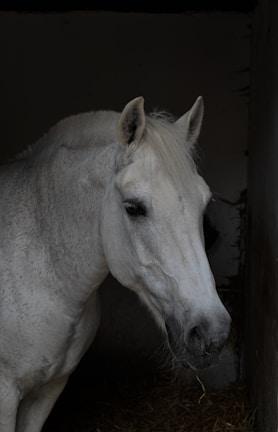 A white horse with a gentle expression is seen partially in profile. Its mane is neatly brushed to the side, and it has a slightly shadowed background, suggesting it might be inside a stable or barn. The overall setting conveys a peaceful and quiet environment.