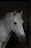 A gentle horse being examined by a caring veterinarian in a bright, clean clinic room.