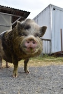 A close-up view of a pig standing on a gravel path. The pig has a distinct snout and appears to be eating or chewing something green, possibly grass. In the background, there is a corrugated metal shed and a white container, suggesting a farm or rural setting.