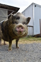 A close-up of a piggy's curious snout poking through green grass.