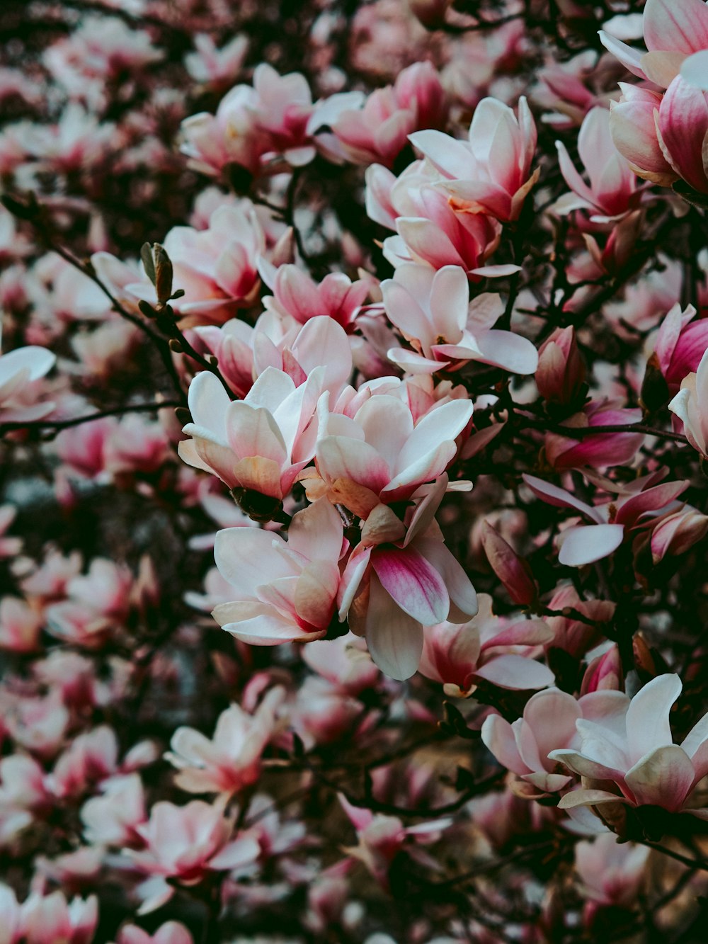 a bunch of pink flowers that are on a tree