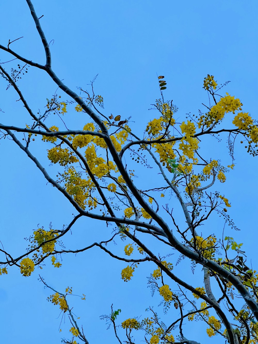 a tree branch with yellow flowers against a blue sky