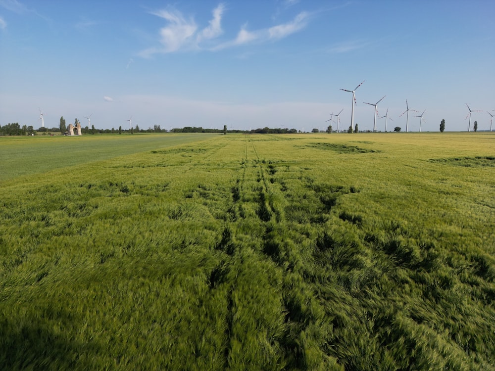 a field of grass with wind turbines in the background