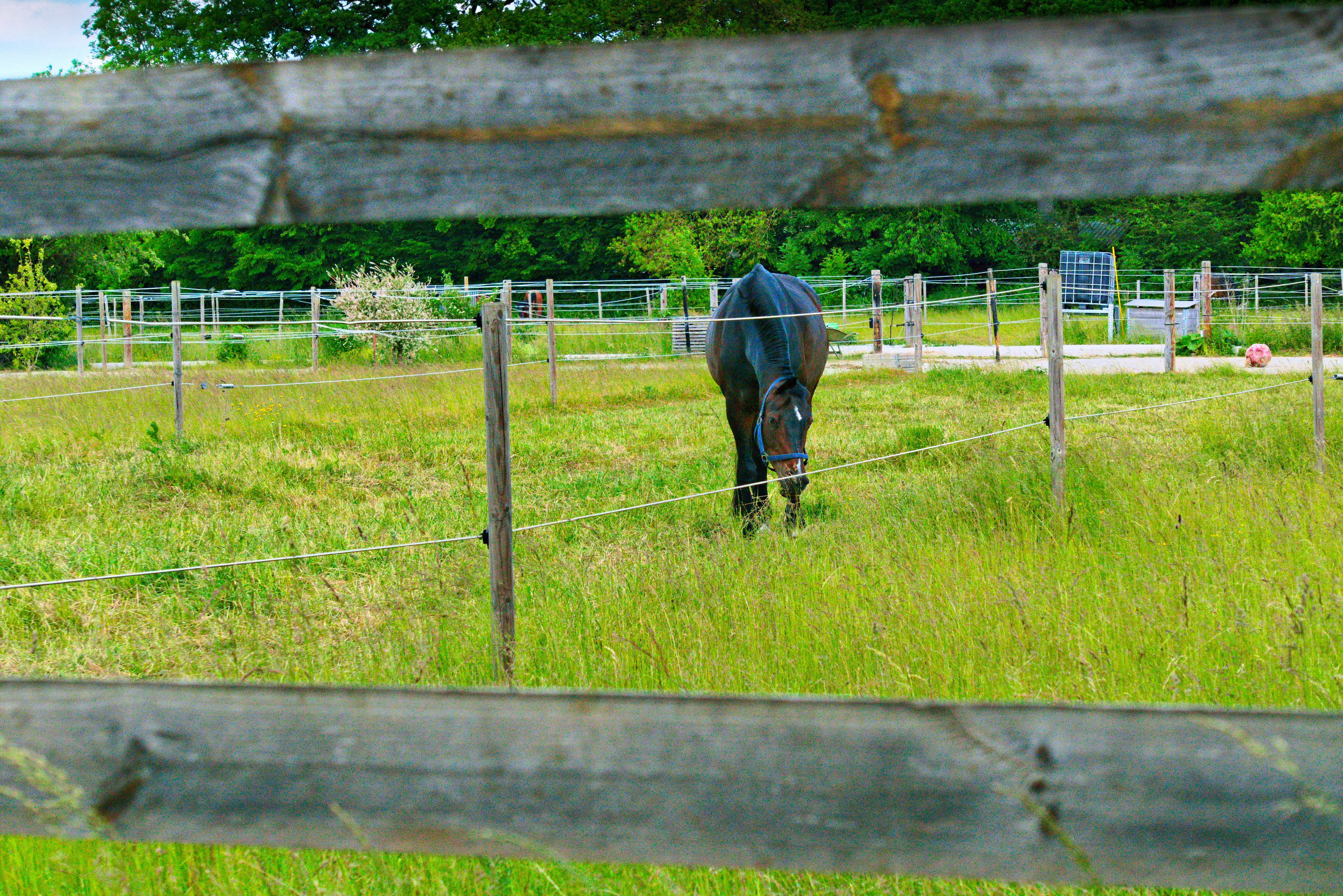 Veterinarian examining a horse in a green field