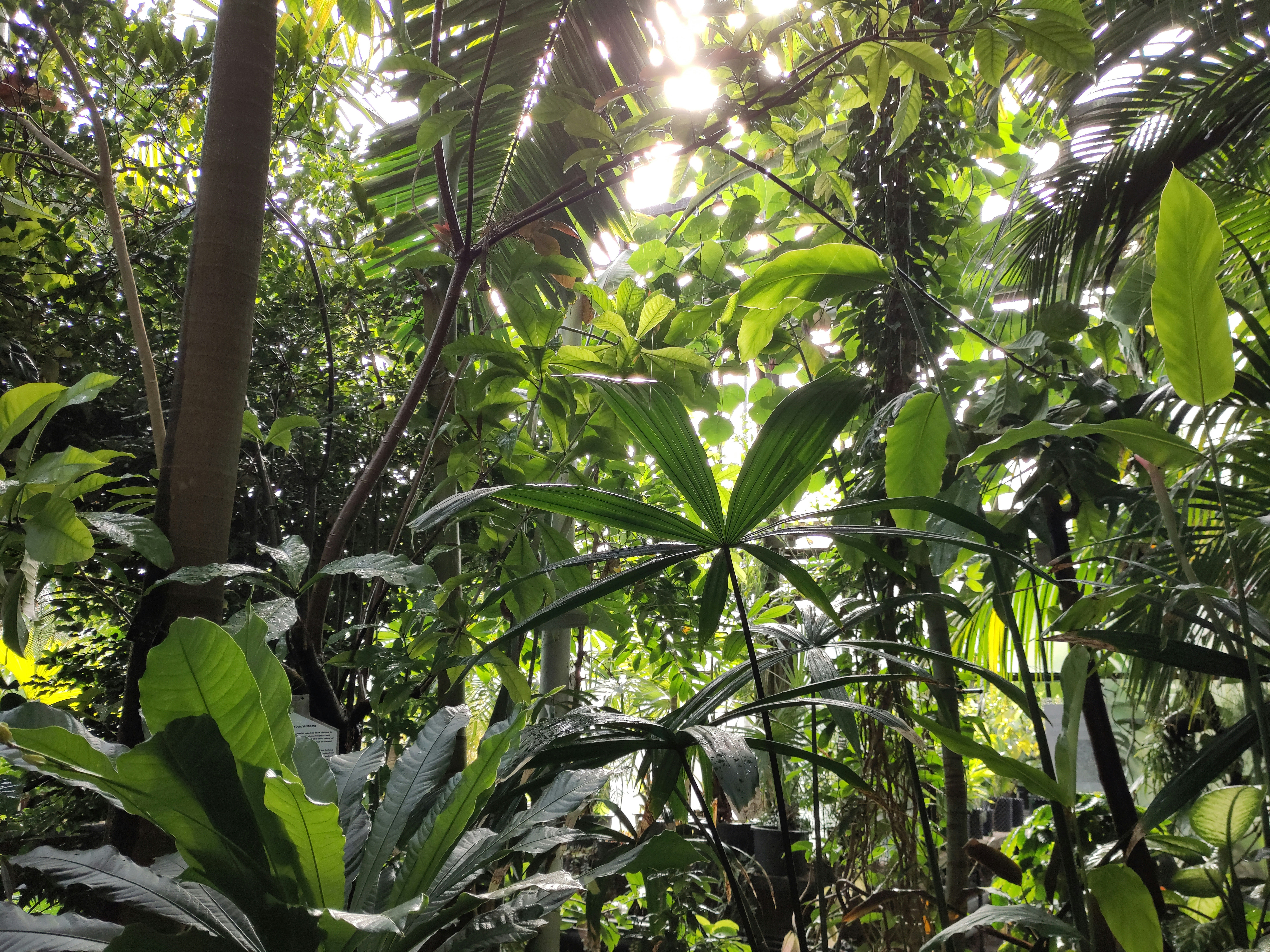 Lush tropical jungle with golden sunlight, vibrant green canopy