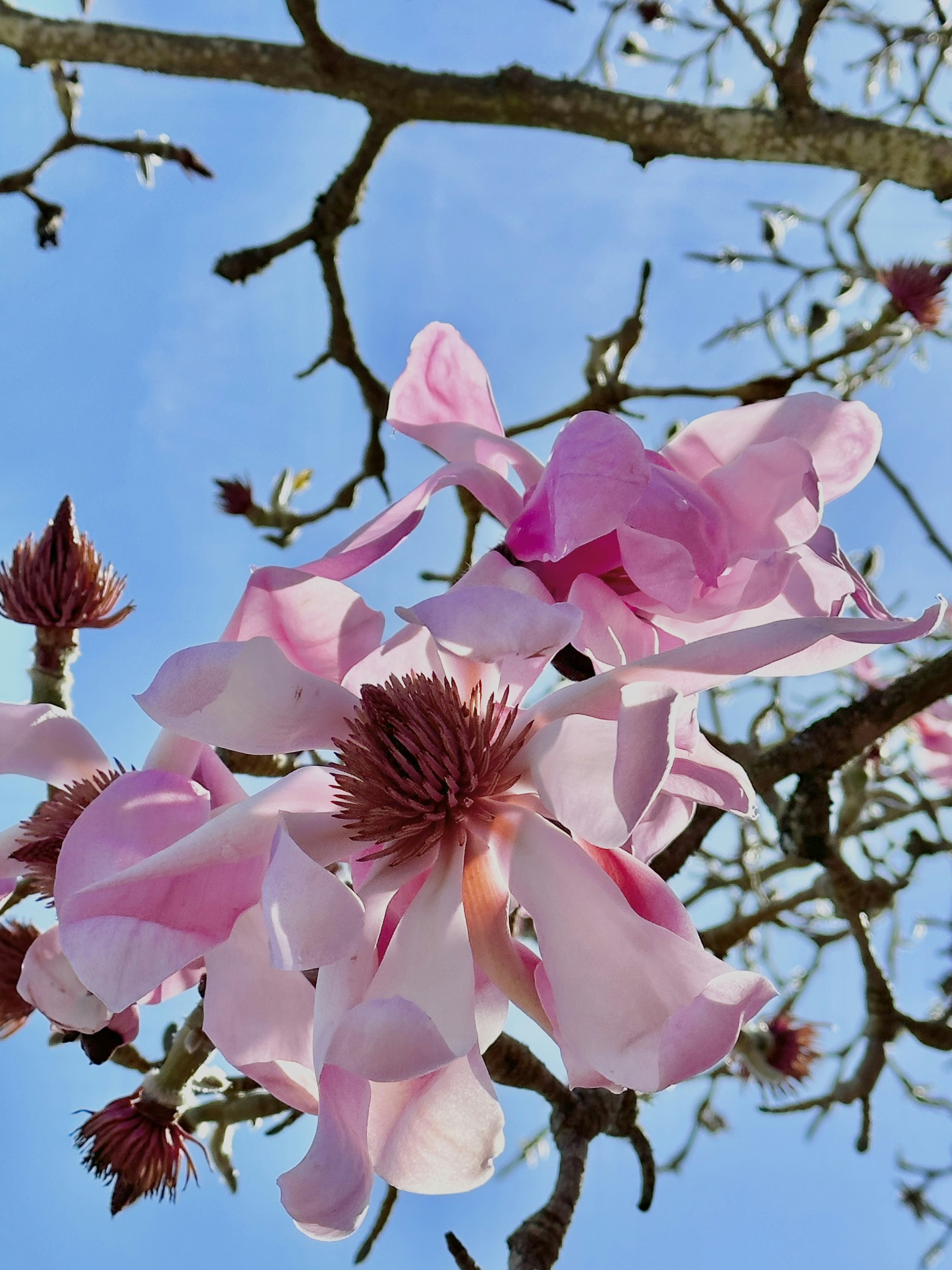pink flowers are blooming on the branches of a tree