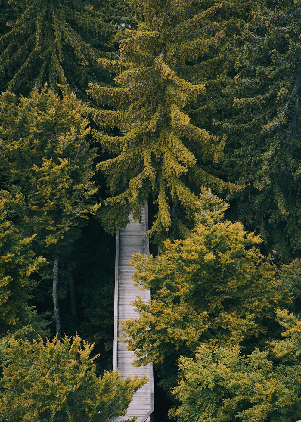 a wooden walkway in the middle of a forest