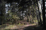A peaceful forest path lined with soft green foliage and dappled sunlight.