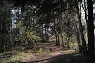 A tranquil pathway through Laodoha Forest with dappled sunlight overhead.