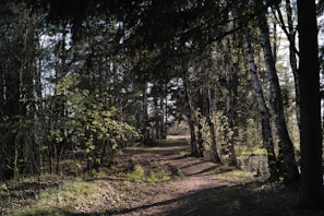 A peaceful forest path lined with tall trees and dappled sunlight.