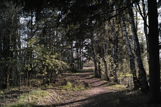 A serene forest path dappled with soft sunlight filtering through tall trees.