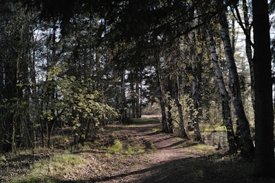 A serene forest path dappled with sunlight filtering through tall trees.