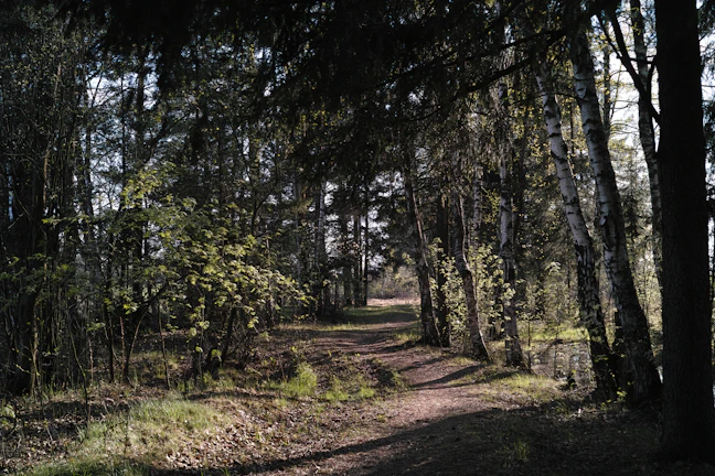 A quiet forest path framed by tall trees and dappled sunlight.