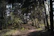 A serene forest path dappled with sunlight filtering through tall trees.