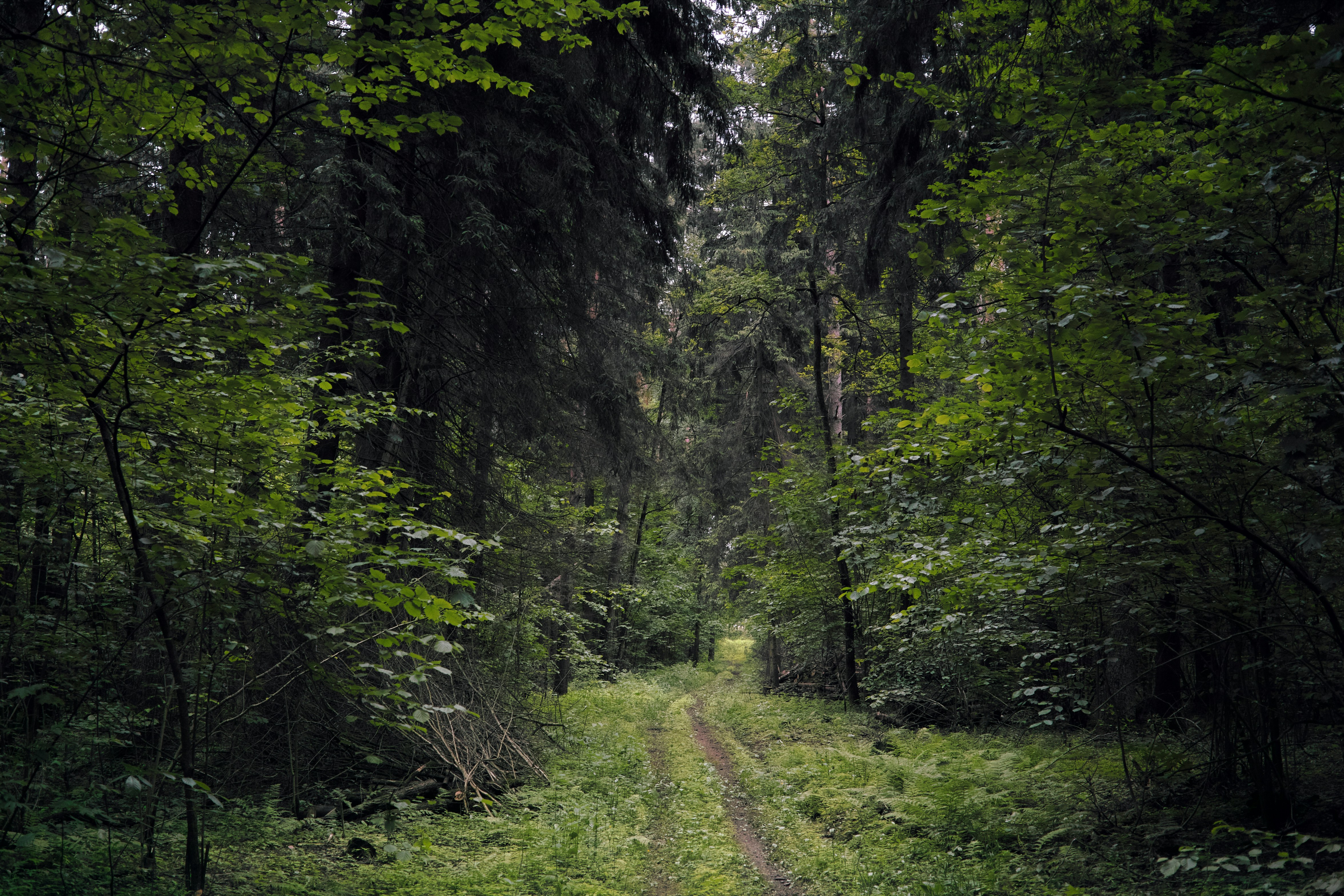 a dirt road in the middle of a forest