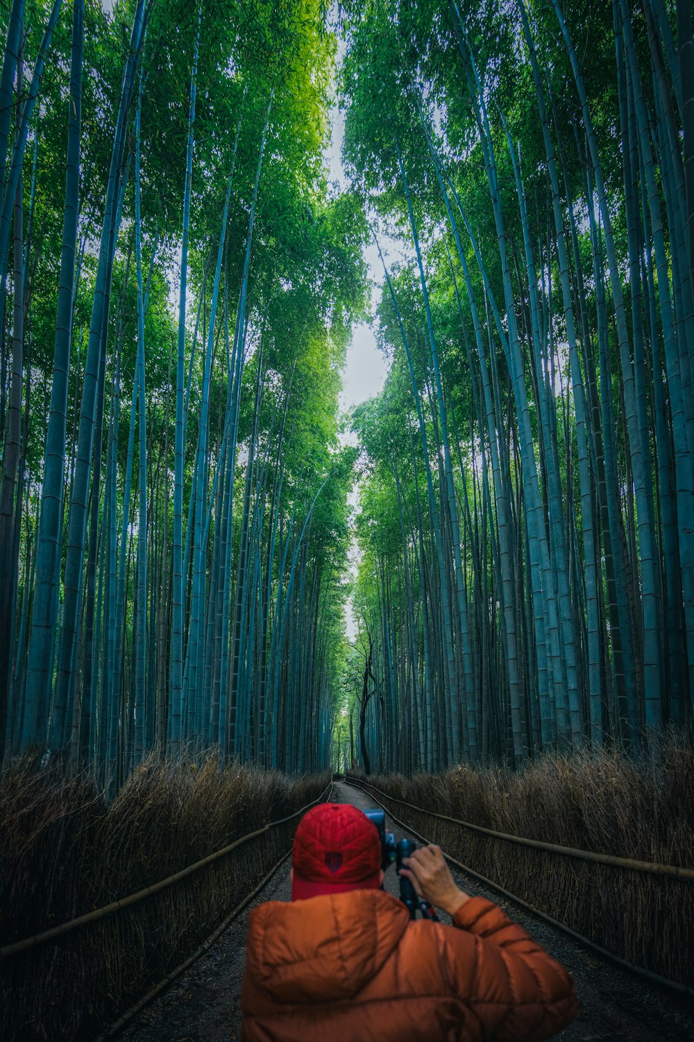 a person taking a picture of a bamboo forest