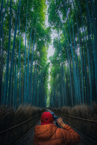 a person taking a picture of a bamboo forest