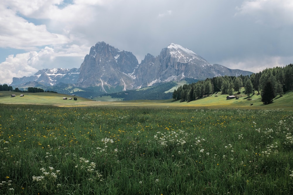 a grassy field with flowers and mountains in the background