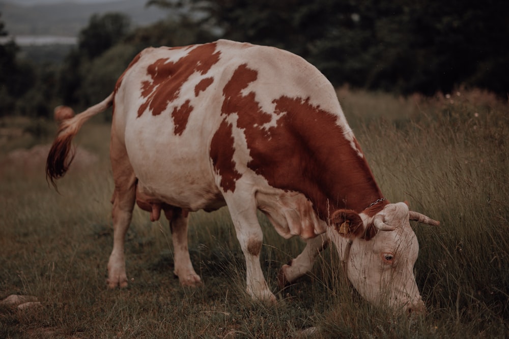 a brown and white cow eating grass in a field