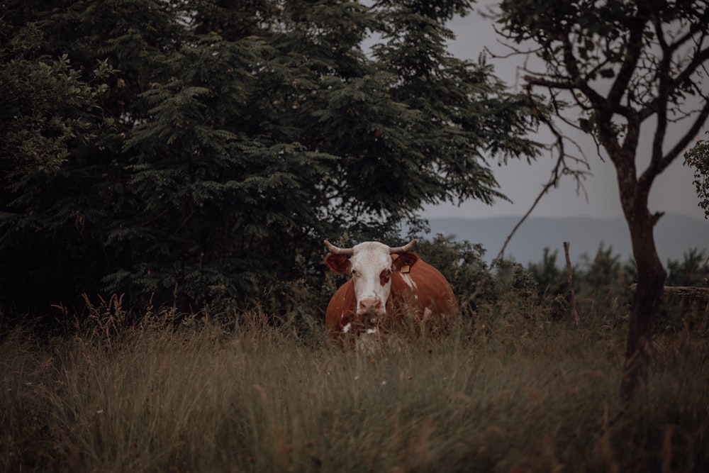 a brown and white cow standing in tall grass