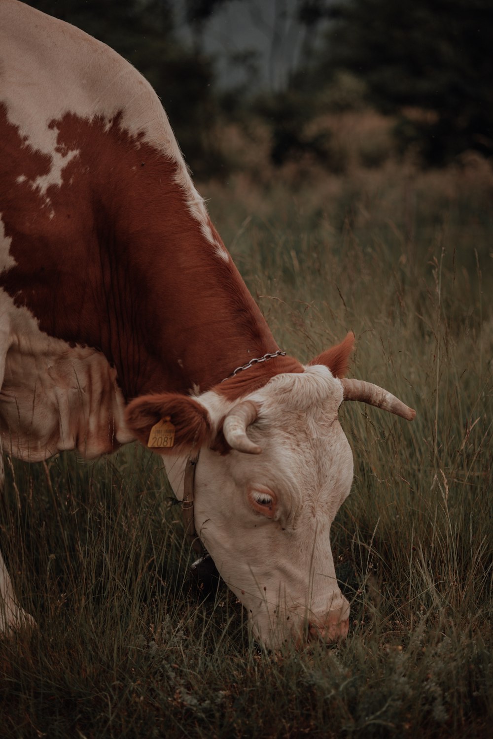 a brown and white cow eating grass in a field