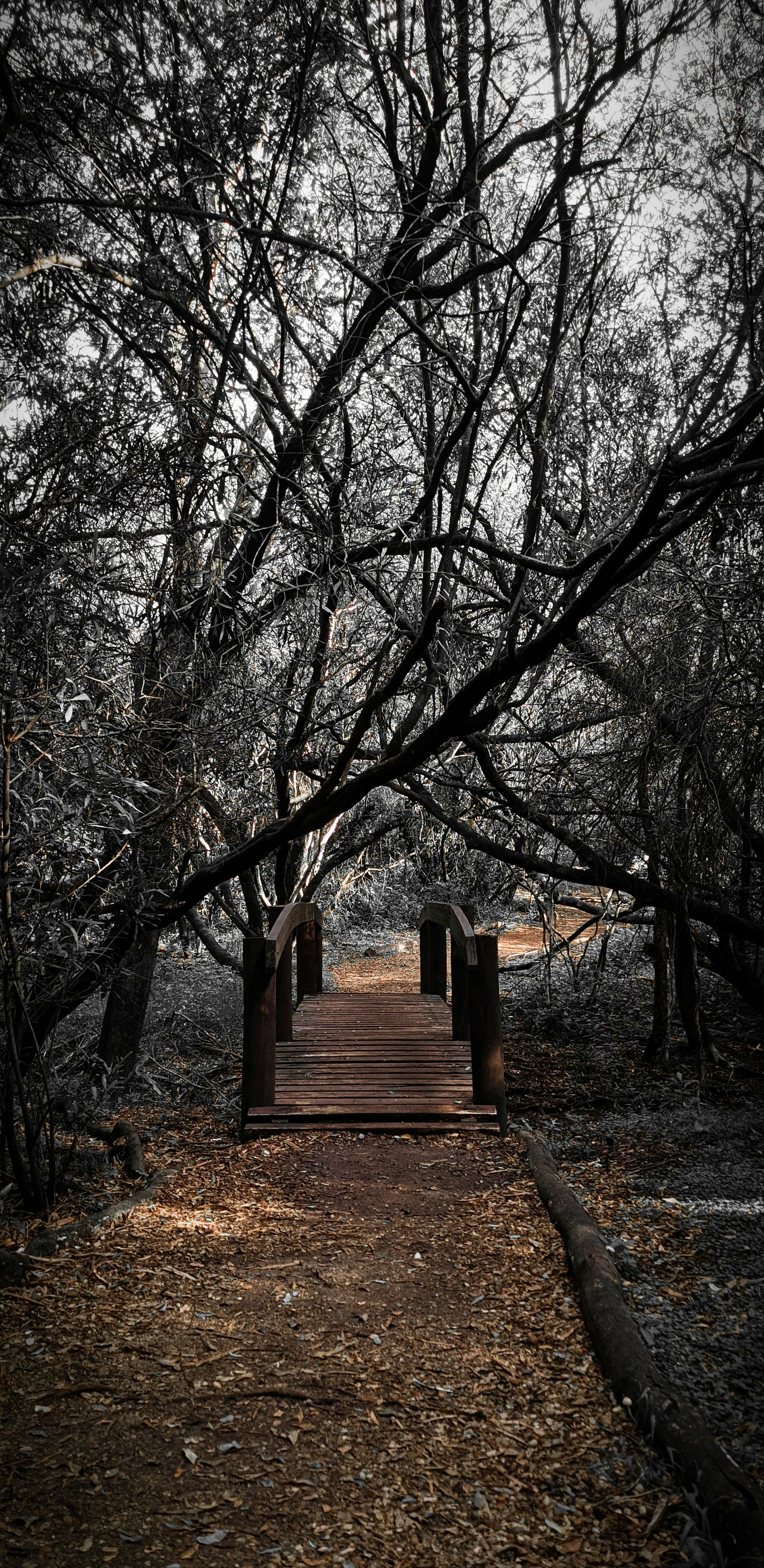 a wooden walkway surrounded by trees in a park