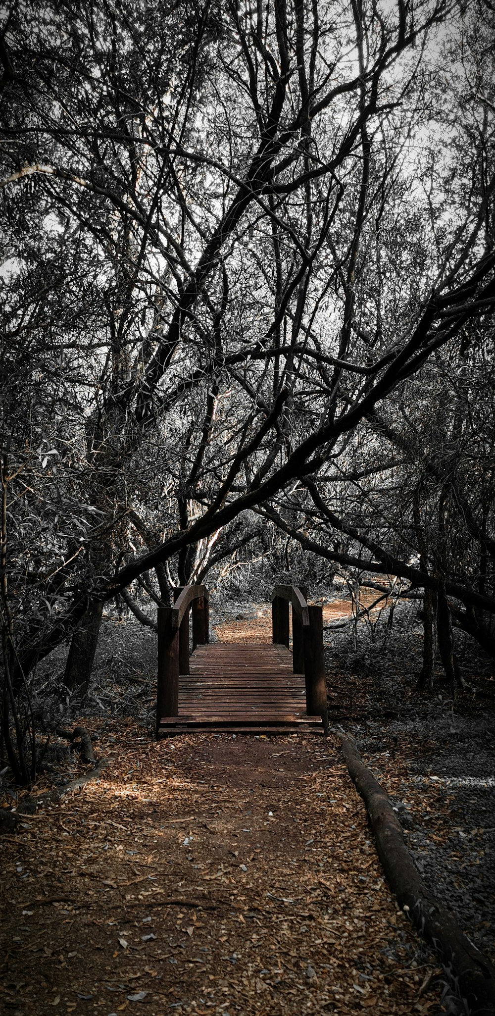 a wooden walkway surrounded by trees in a park