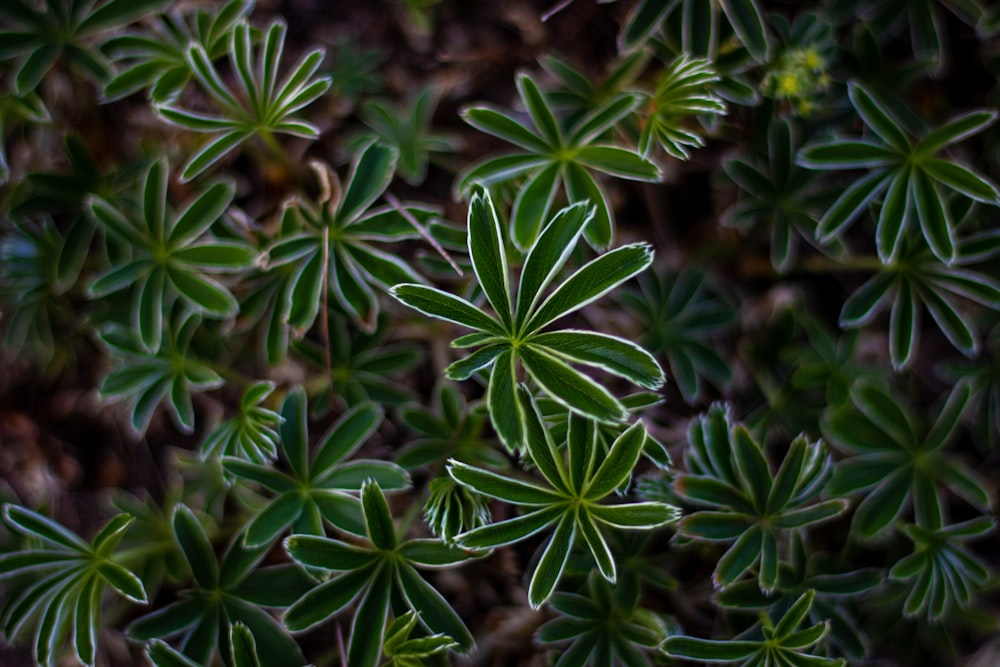 a close up of a bunch of green plants