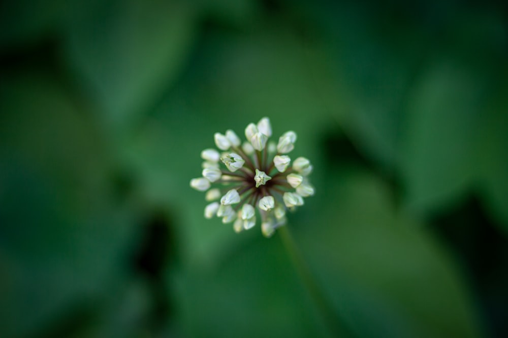 a close up of a small white flower