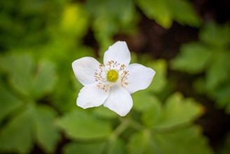 a white flower with a yellow center surrounded by green leaves