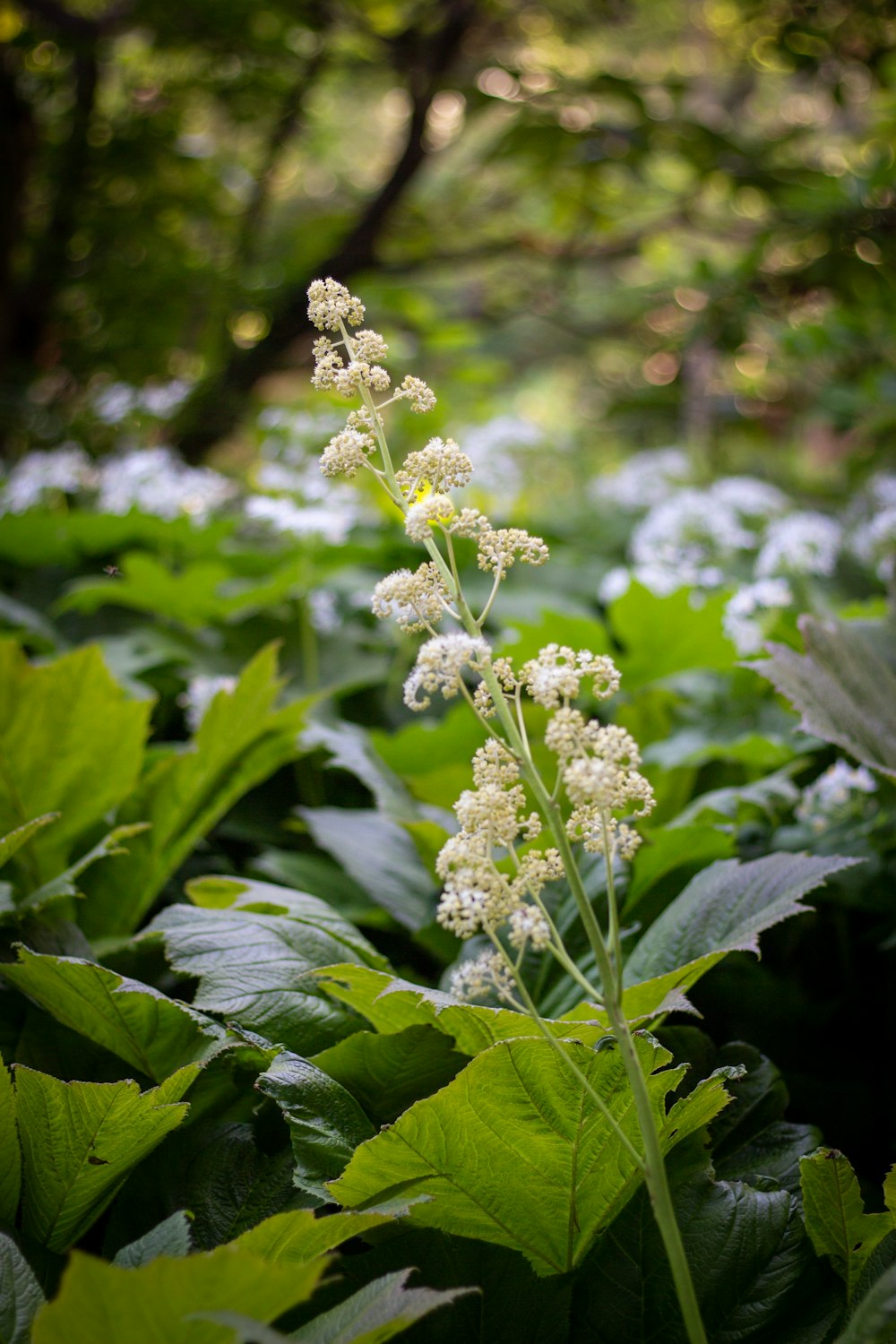 a bunch of flowers that are in the grass